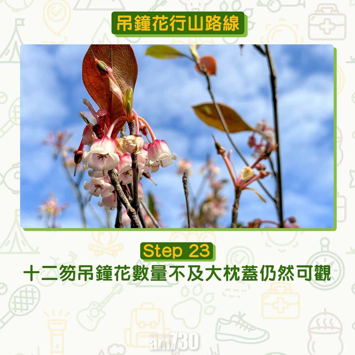 吊鐘花︱十二笏鄰近沙田圍黃大仙 市區簡易賞花之選