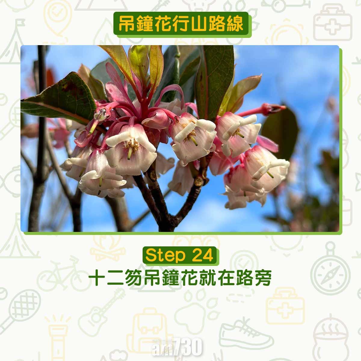 吊鐘花︱十二笏鄰近沙田圍黃大仙 市區簡易賞花之選