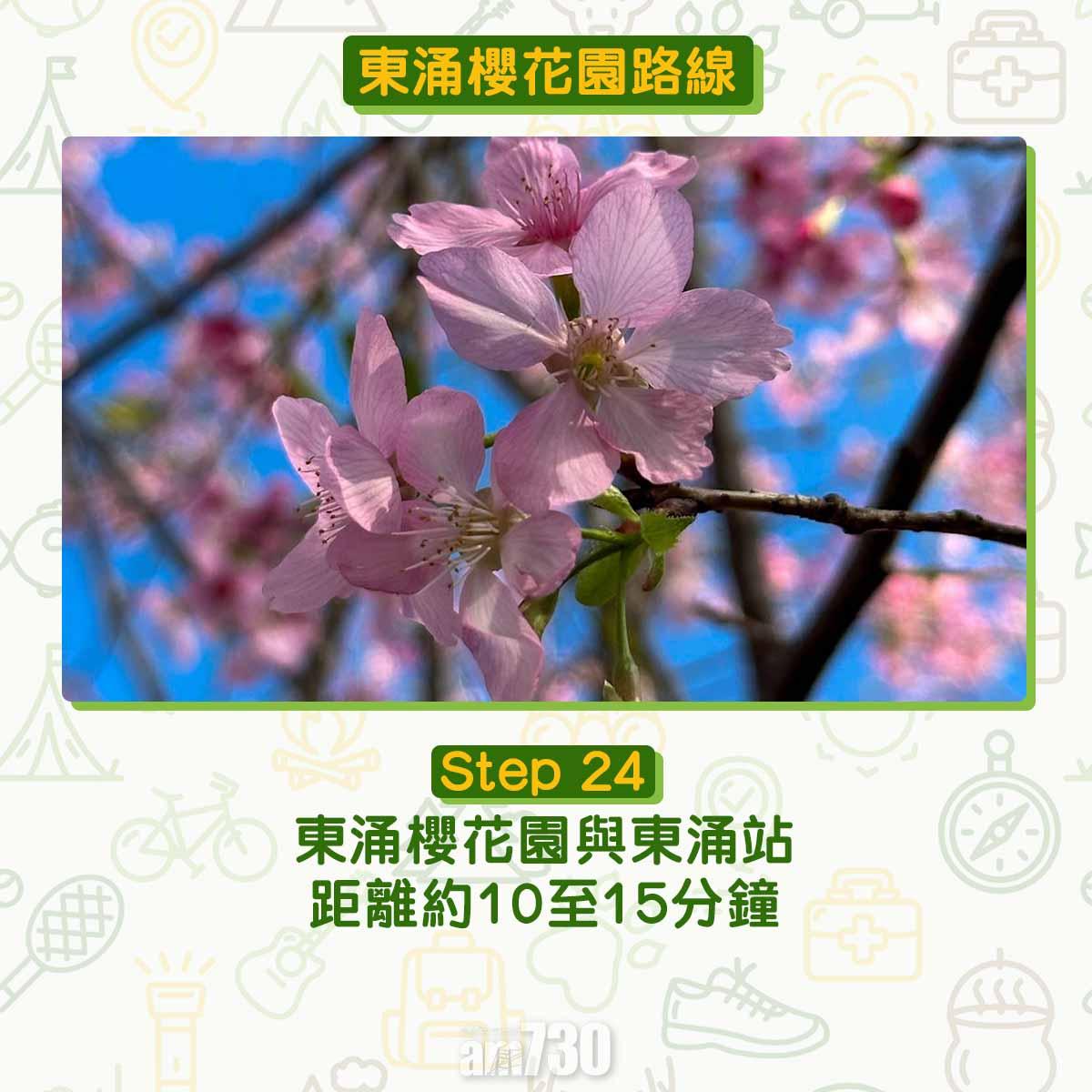 東涌櫻花園