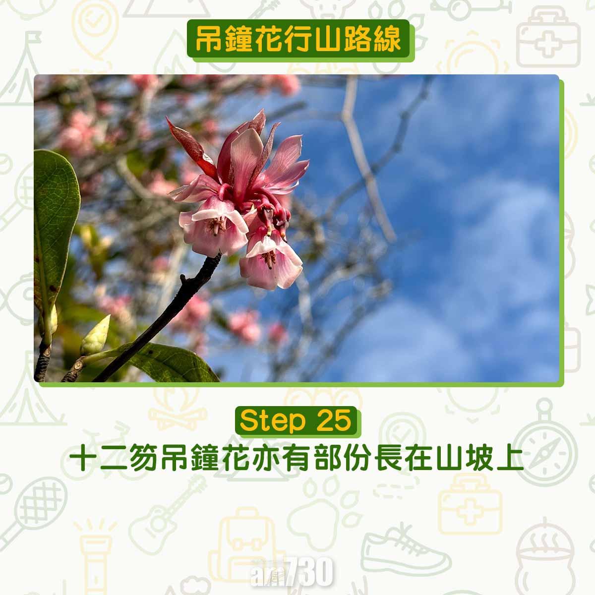 吊鐘花︱十二笏鄰近沙田圍黃大仙 市區簡易賞花之選