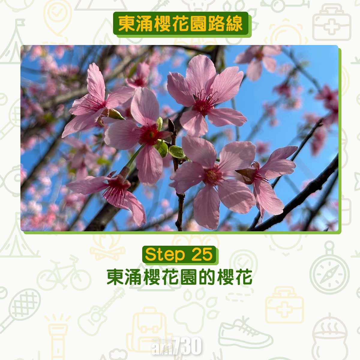 東涌櫻花園