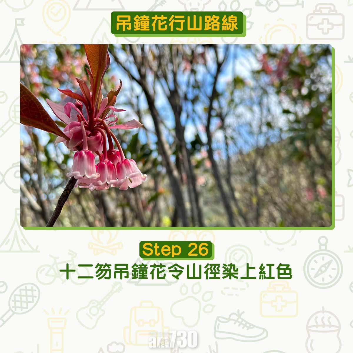 吊鐘花︱十二笏鄰近沙田圍黃大仙 市區簡易賞花之選