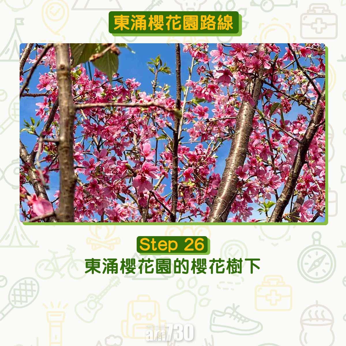 東涌櫻花園