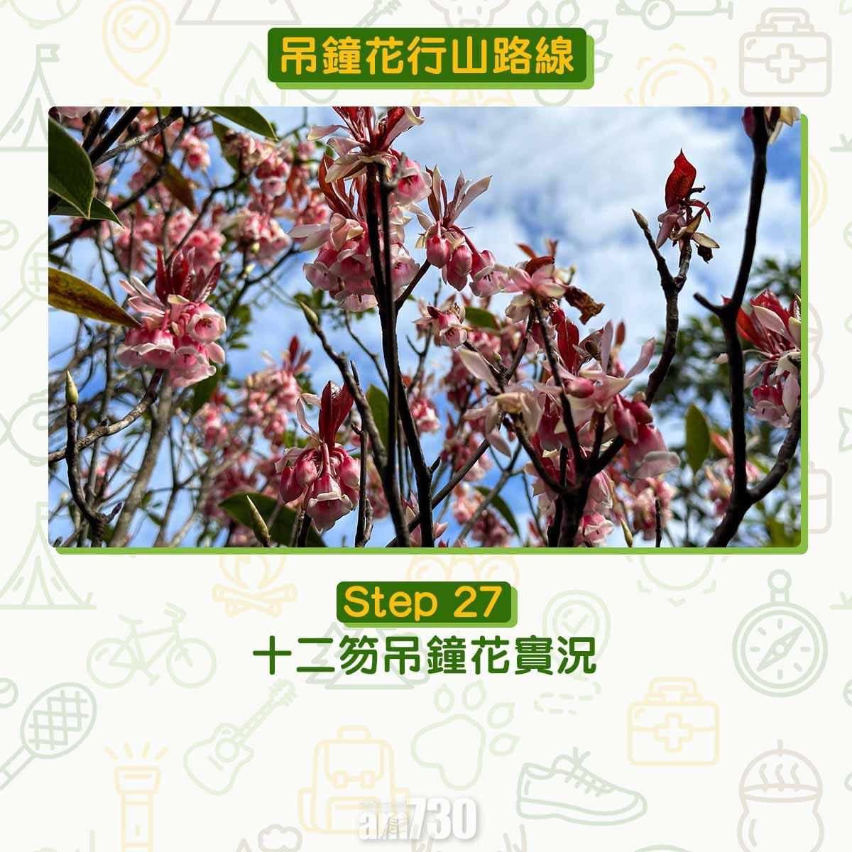 吊鐘花︱十二笏鄰近沙田圍黃大仙 市區簡易賞花之選