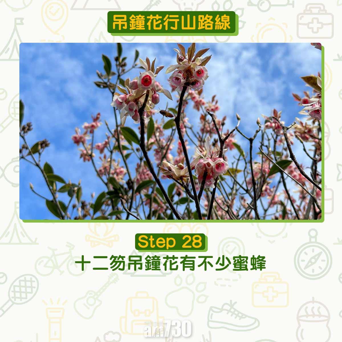 吊鐘花︱十二笏鄰近沙田圍黃大仙 市區簡易賞花之選