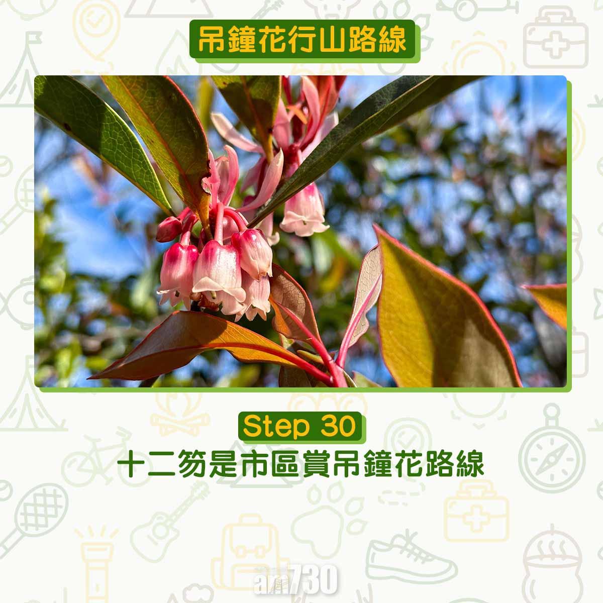 吊鐘花︱十二笏鄰近沙田圍黃大仙 市區簡易賞花之選