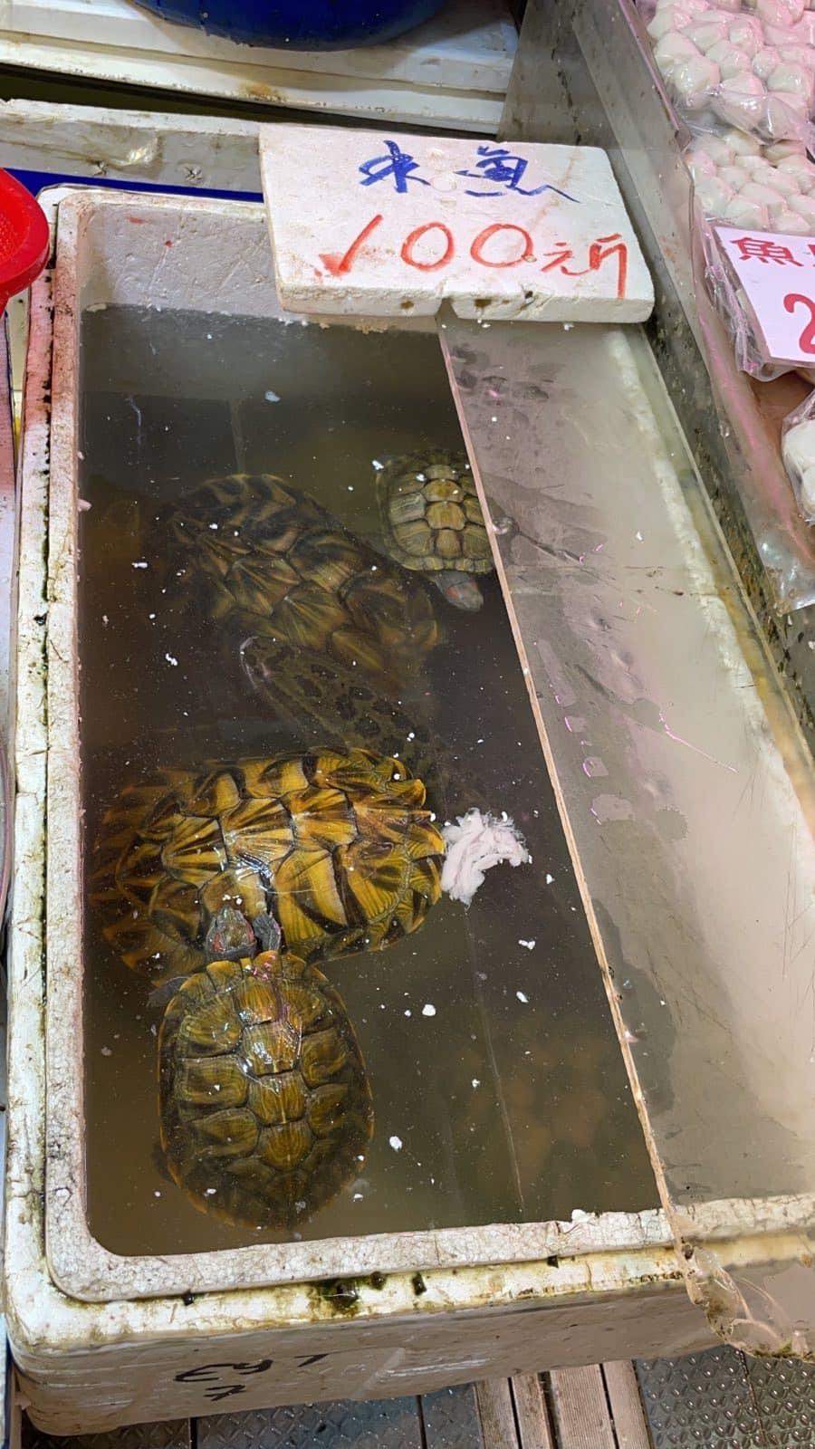 街市魚檔驚現烏龜當水魚賣?網民笑稱:講緊買嗰個係水魚。(網上圖片)