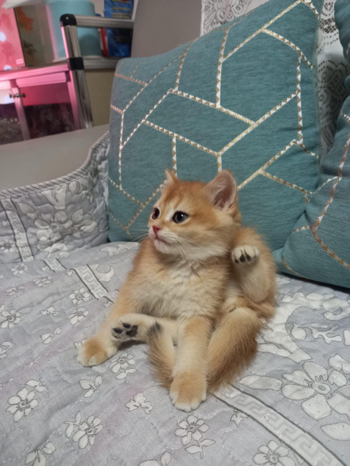 走失的英國短毛貓。(天下貓貓一樣貓群組)