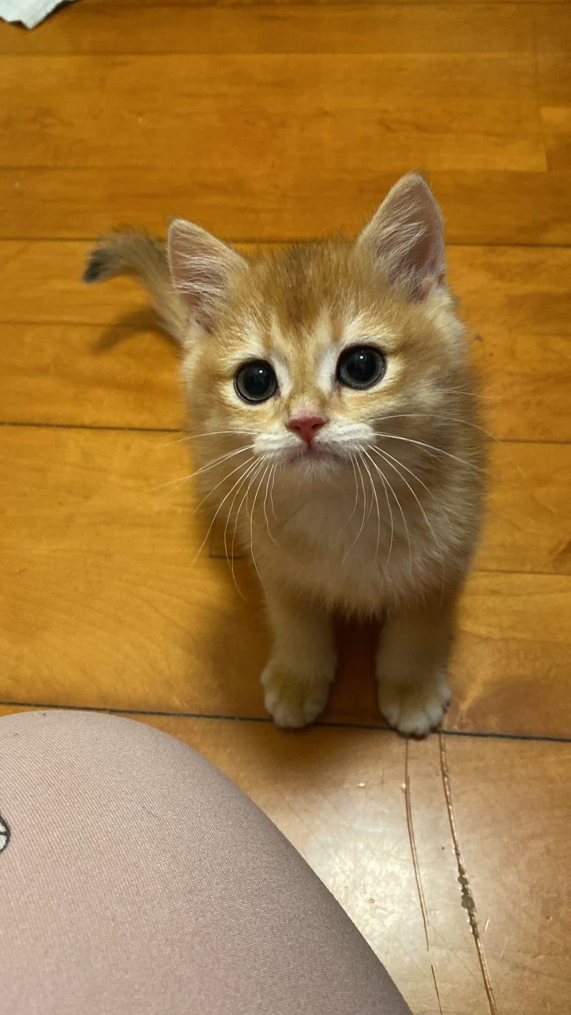 走失的英國短毛貓。(天下貓貓一樣貓群組)