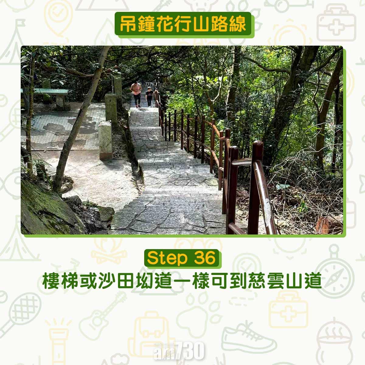 吊鐘花︱十二笏鄰近沙田圍黃大仙 市區簡易賞花之選