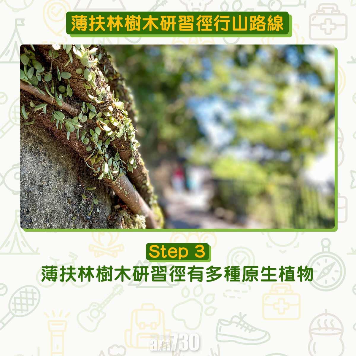 薄扶林樹木研習徑 繞太平山一圈180度賞維港