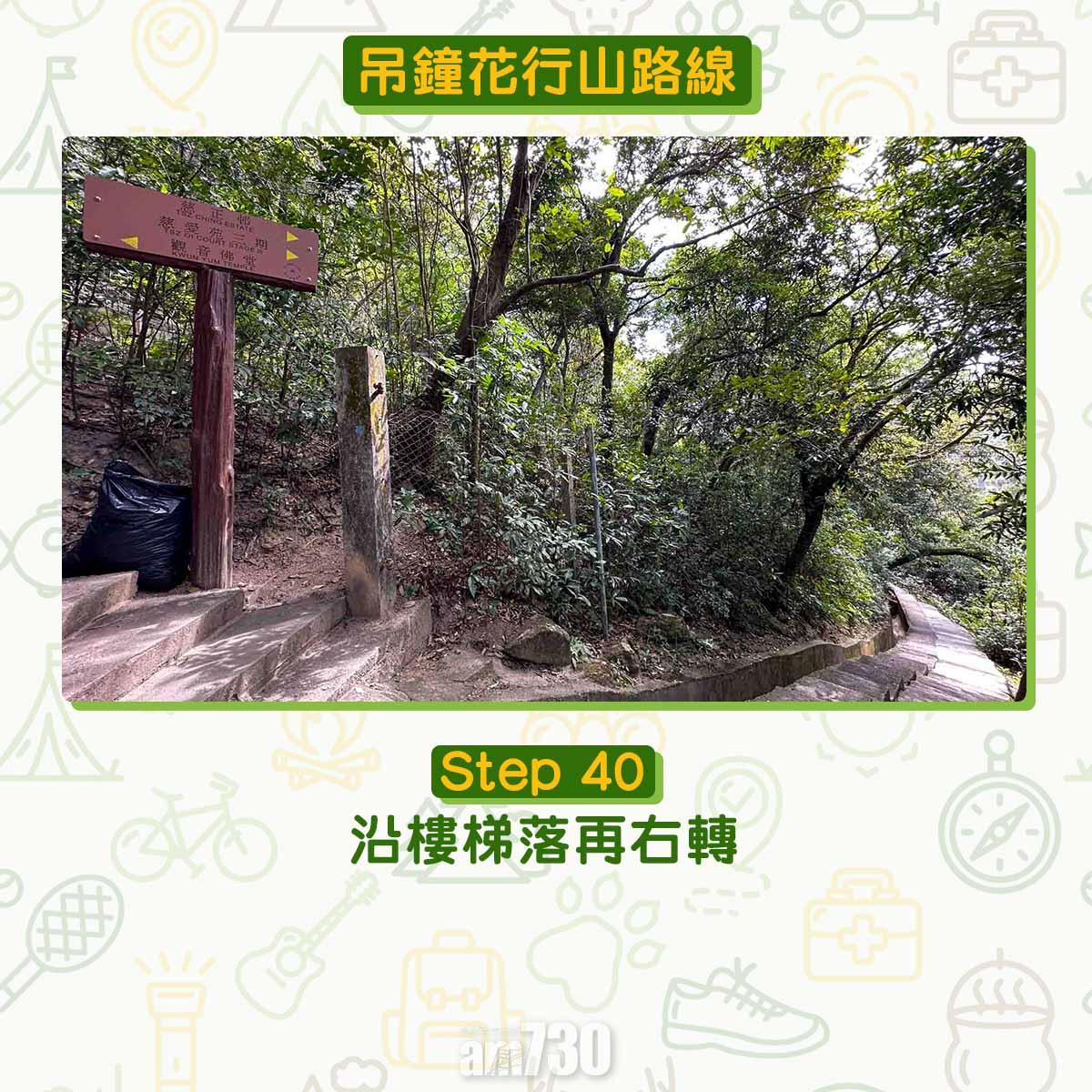 吊鐘花︱十二笏鄰近沙田圍黃大仙 市區簡易賞花之選