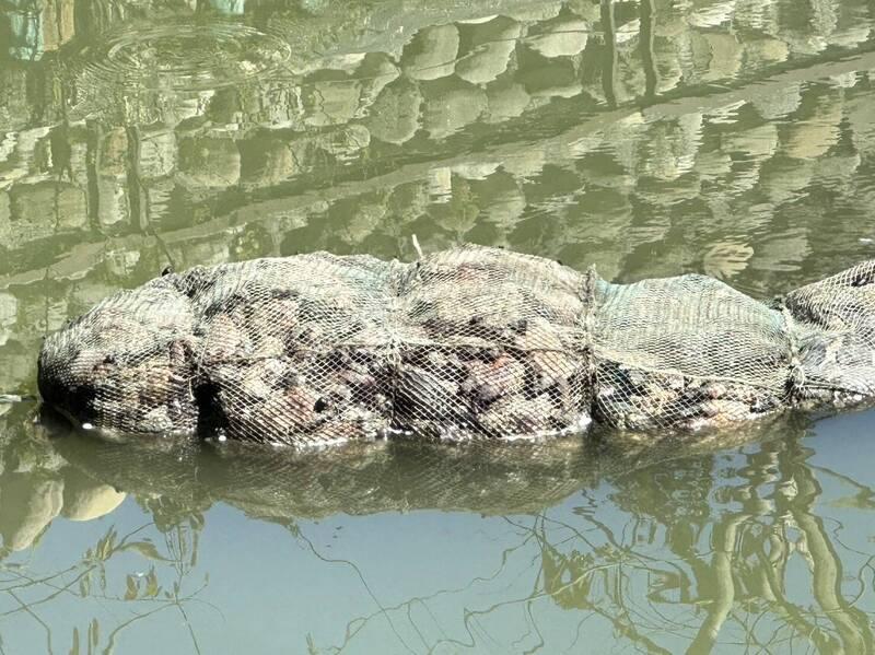 台灣嘉義縣一處池塘有大量烏龜慘死蛇籠內。(互聯網)