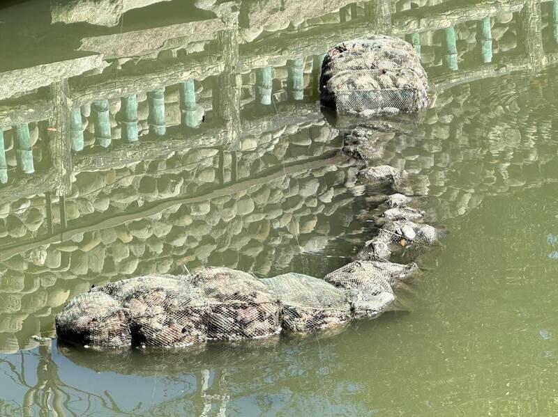 台灣嘉義縣一處池塘有大量烏龜慘死蛇籠內。(互聯網)