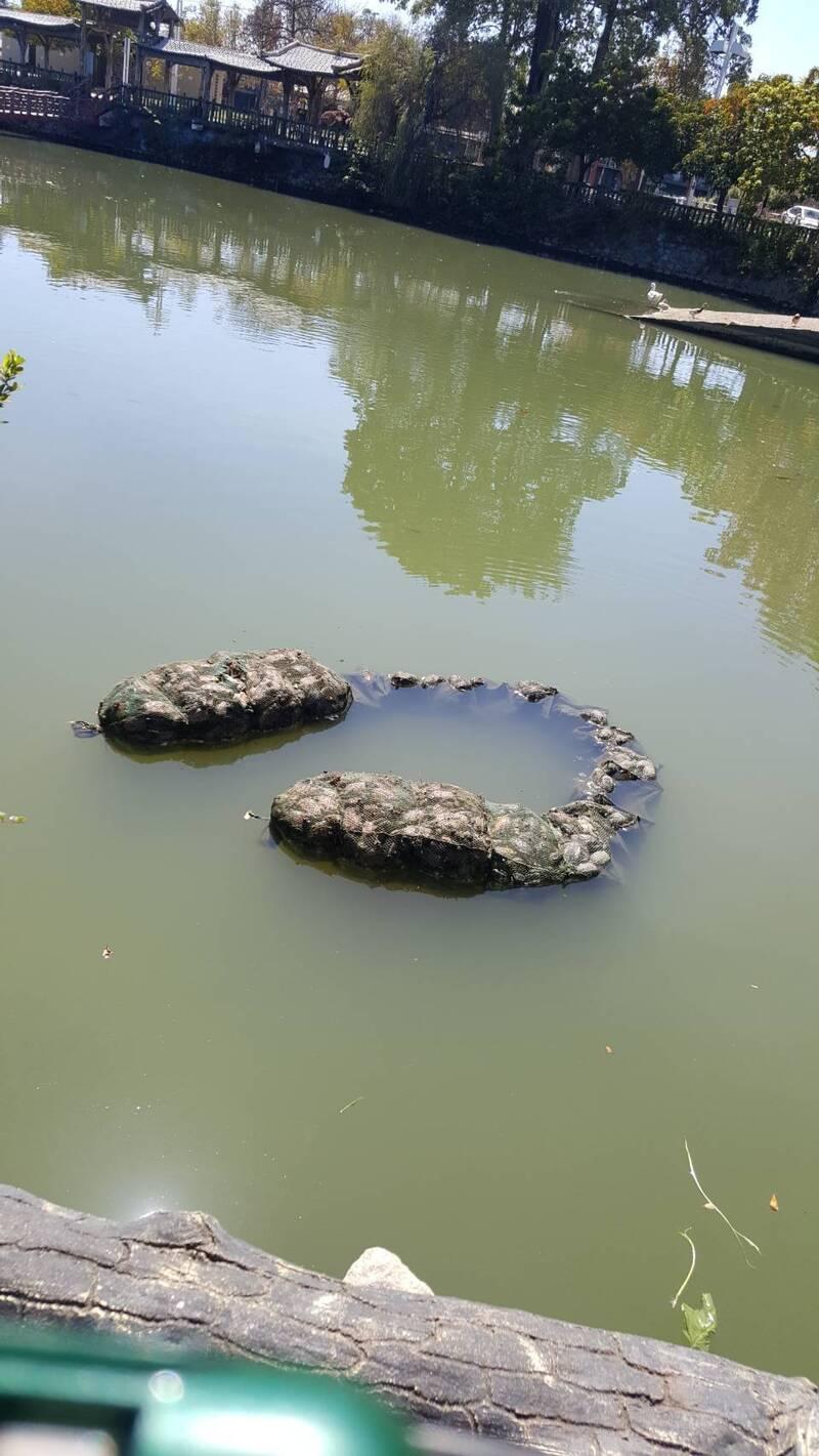 台灣嘉義縣一處池塘有大量烏龜慘死蛇籠內。(互聯網)