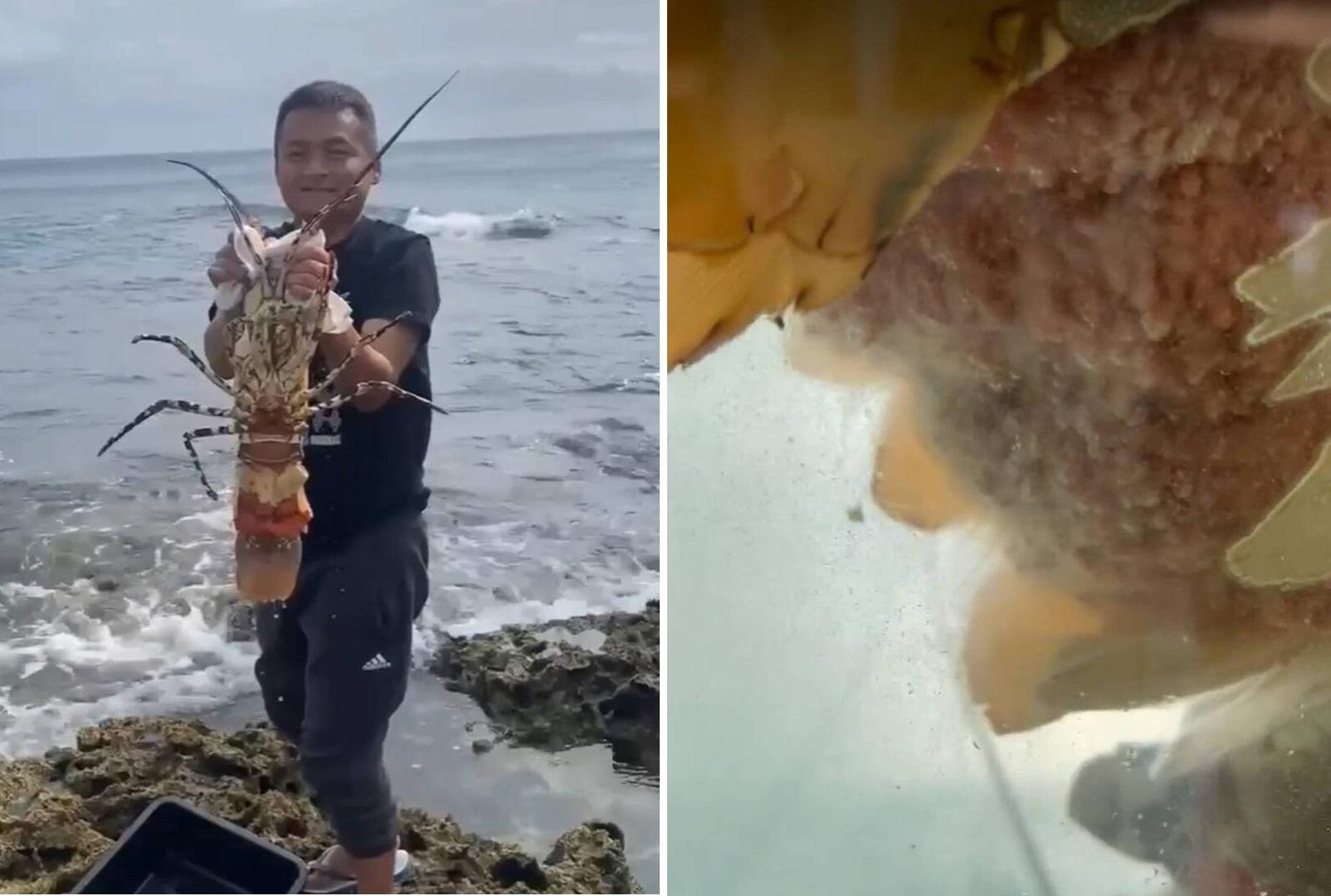 巨型龍蝦抱卵量相當多。(互聯網)