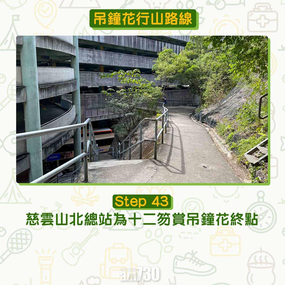 吊鐘花︱十二笏鄰近沙田圍黃大仙 市區簡易賞花之選
