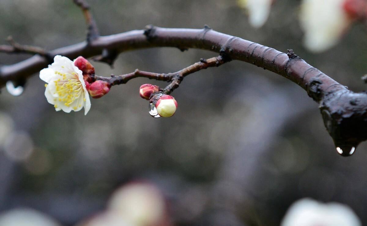 立春食咩最養生? 春天要留意避免嬲怒抑鬱 一文睇清飲食宜忌