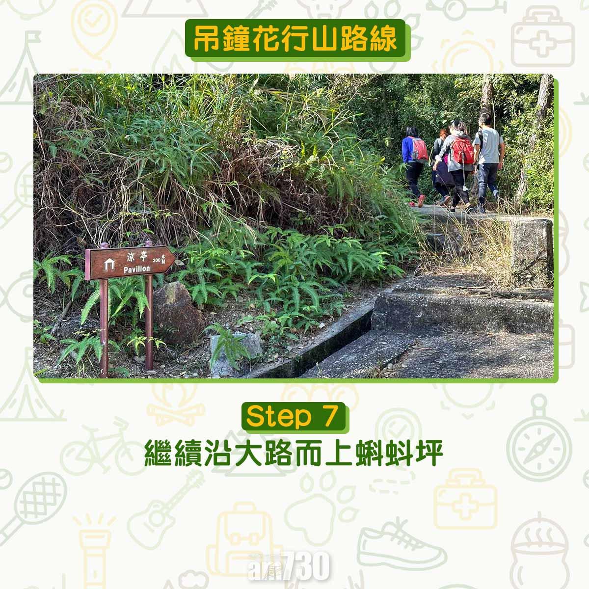 吊鐘花︱十二笏鄰近沙田圍黃大仙 市區簡易賞花之選