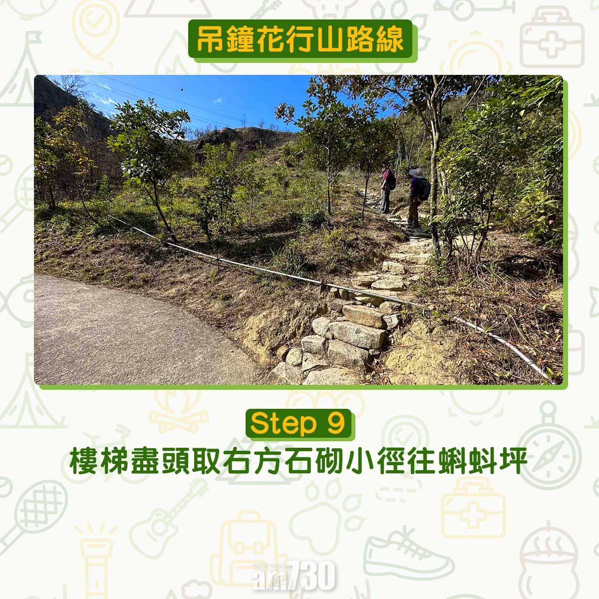 吊鐘花︱十二笏鄰近沙田圍黃大仙 市區簡易賞花之選