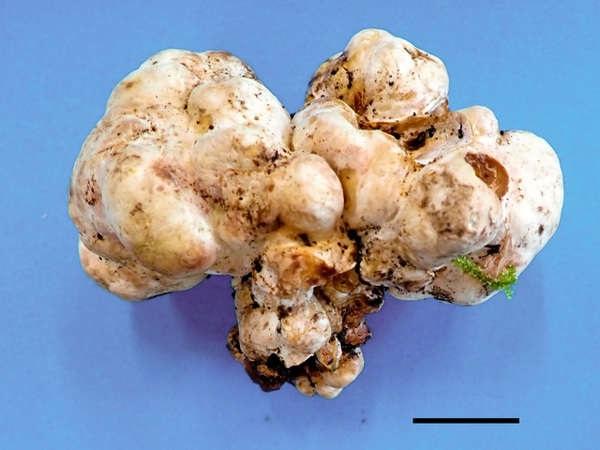 日本研究機構稱人工培植出白松露。(日本森林總合研究所圖片)