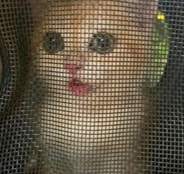 貓主慘遇騙案,騙徒訛稱拾獲失貓卻要先付2000蚊。(網上圖片)