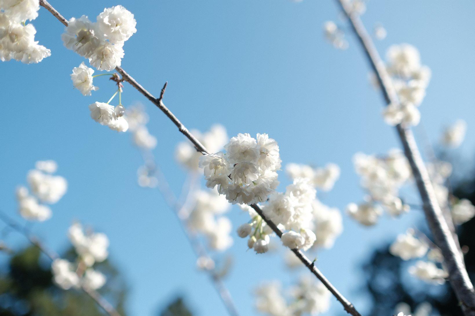 新品種「台灣雪櫻」