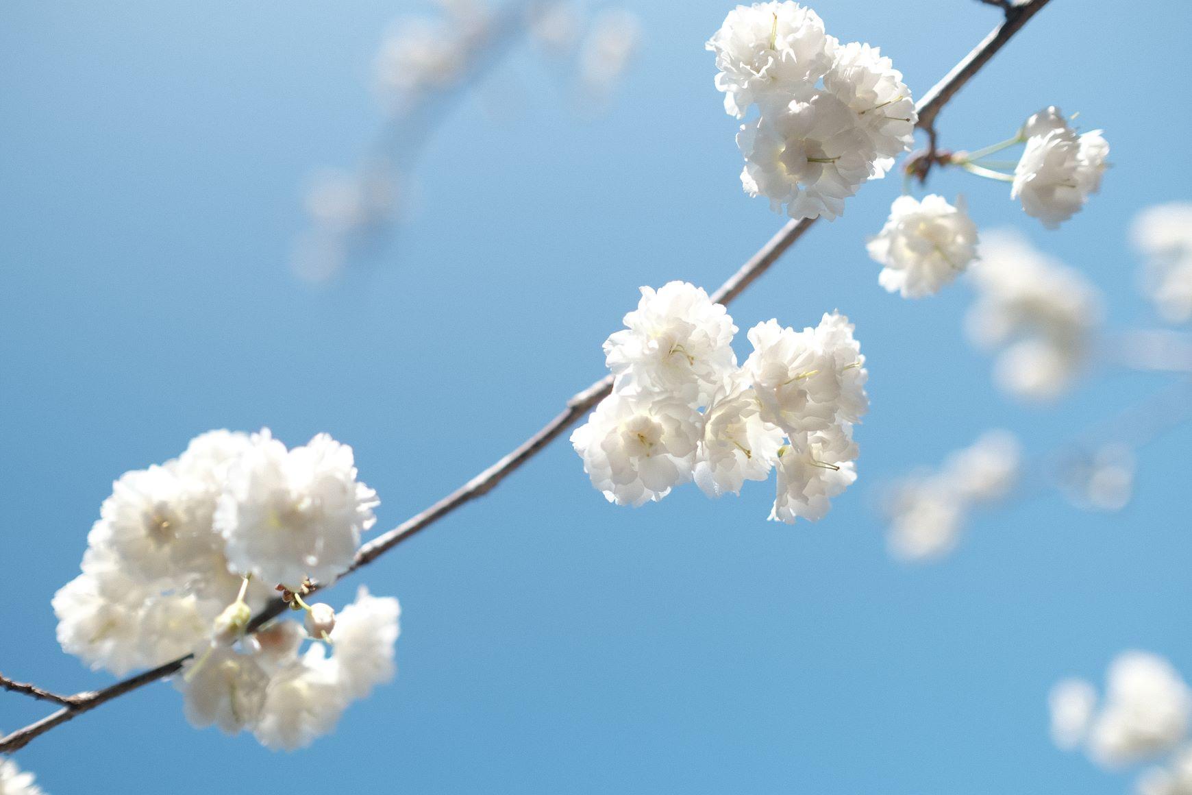 新品種「台灣雪櫻」