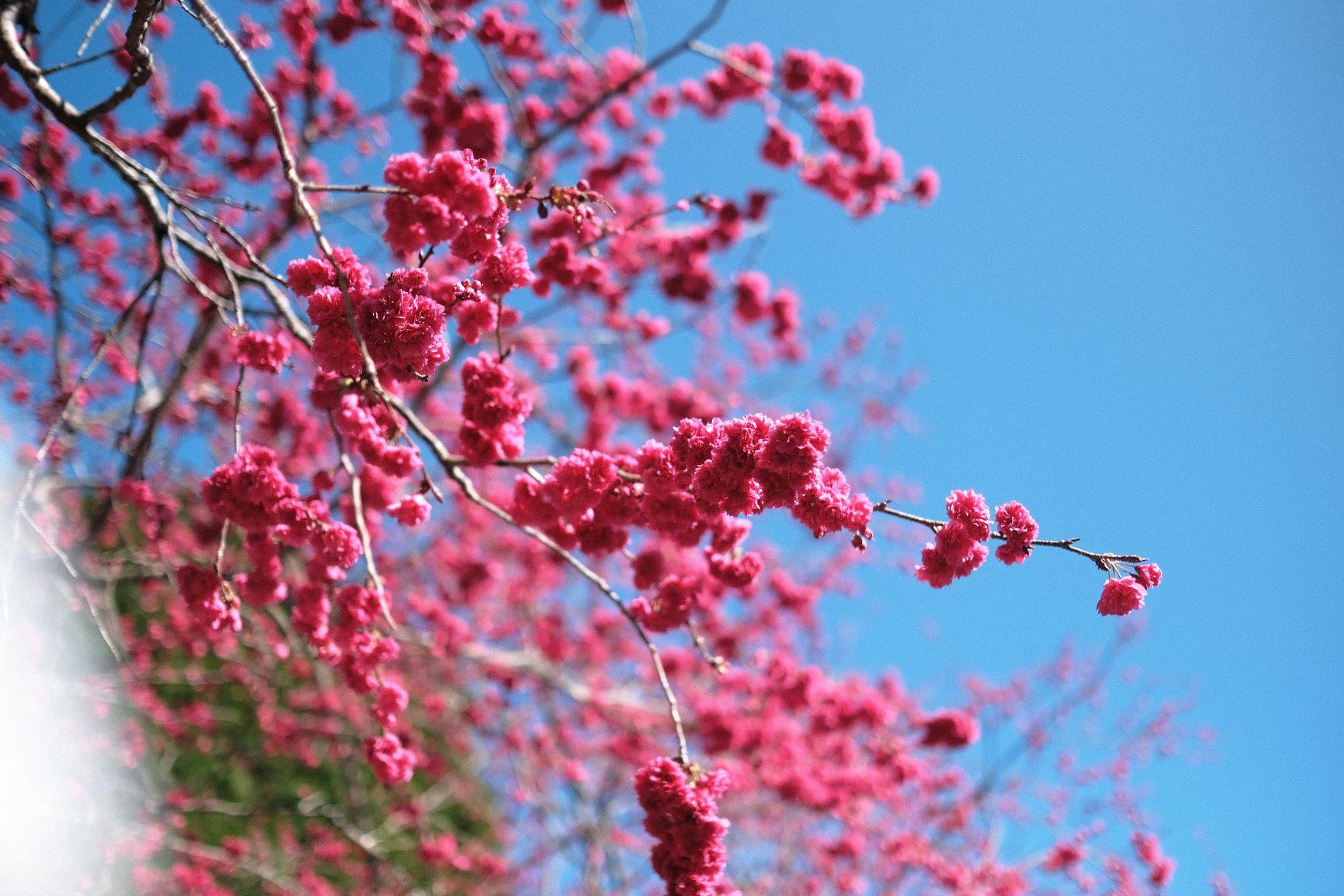 九族櫻花祭由2000年開始舉辦,每年春季正當櫻花盛開之時,都會吸引到全台各地的民眾到場賞花。