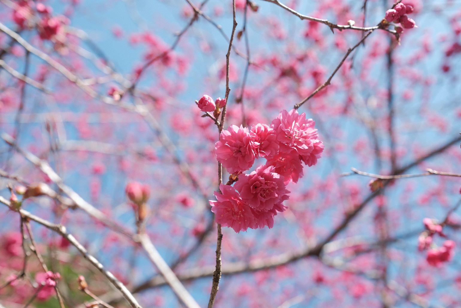 既然日本櫻花期未到,一於先到台灣賞花吧!
