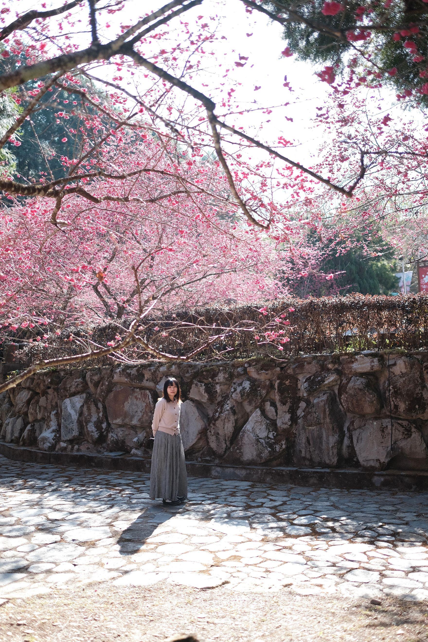 花開得非常燦爛,抬頭一看已經可以望見漫天粉紅色花海