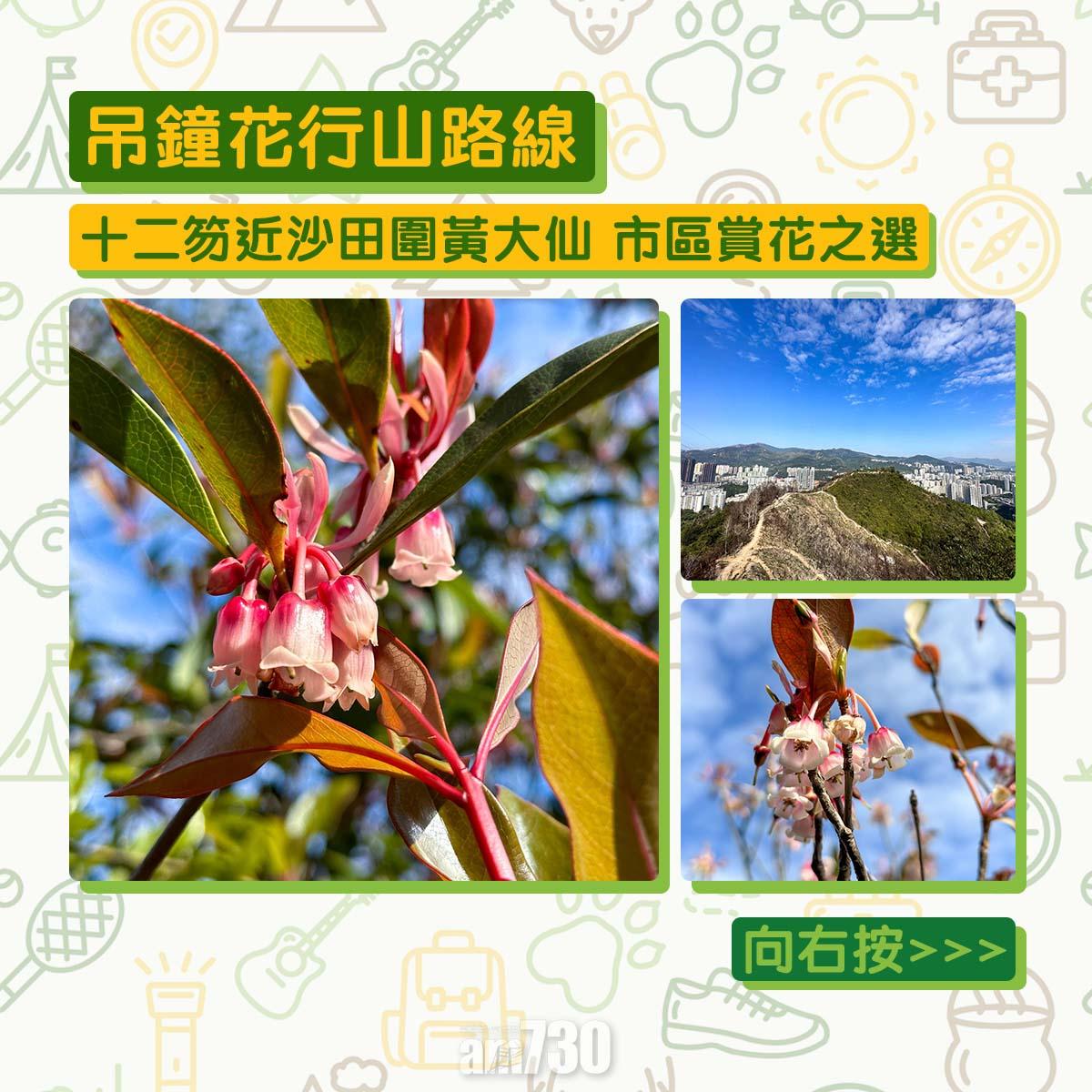 吊鐘花︱十二笏鄰近沙田圍黃大仙 市區簡易賞花之選