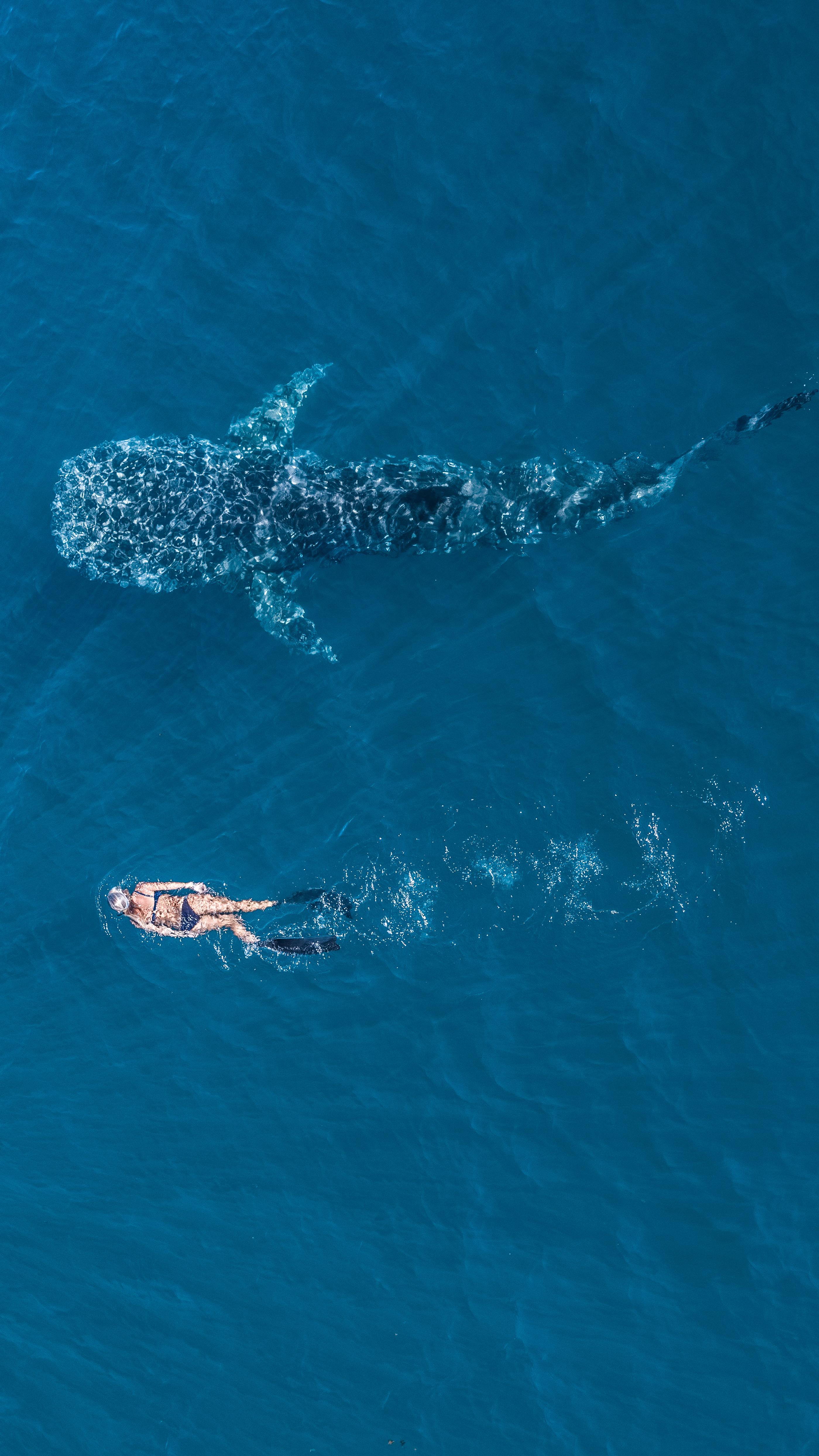 寧格魯珊瑚礁 NINGALOO REEF