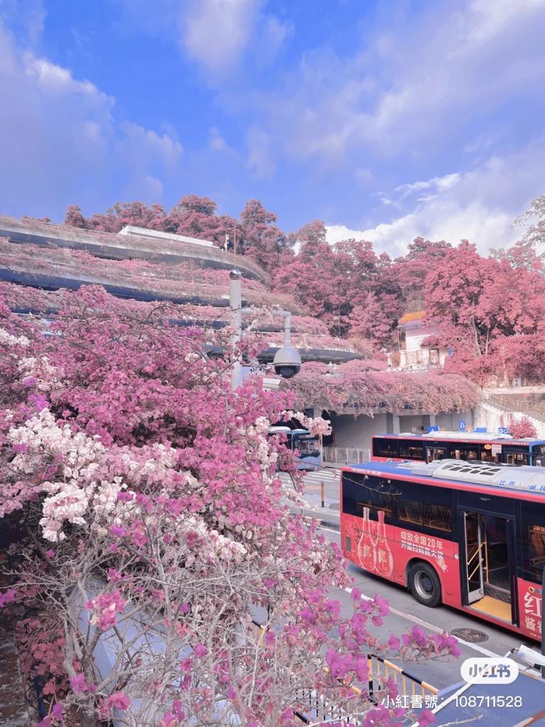 春天更可以看到櫻花花海!(圖片來源: 小紅書)