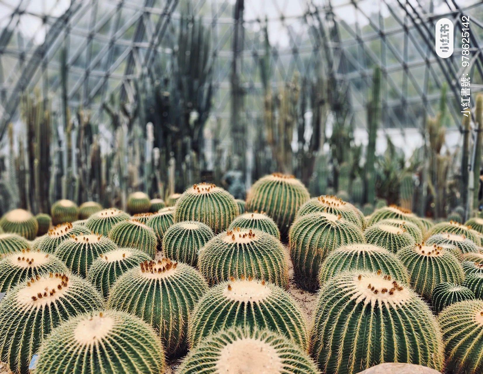 一定要到圓拱形的「仙人掌溫室」打卡!(圖片來源: 小紅書)