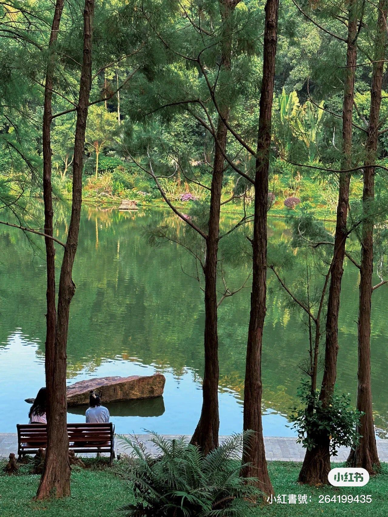 仙湖植物園為國家AAAA級風景區。(圖片來源: 微博)