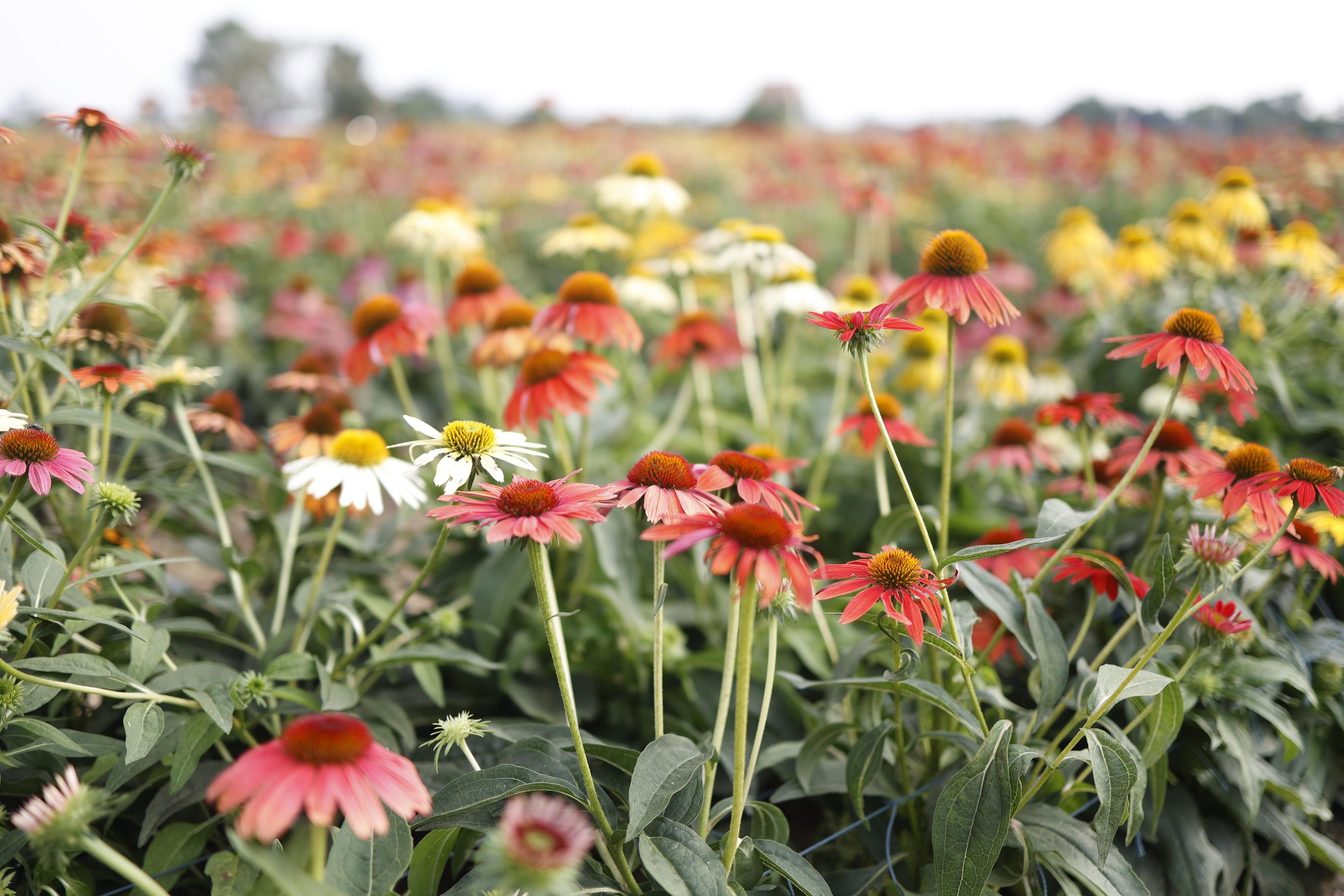天人菊 (劉韻瑩攝)