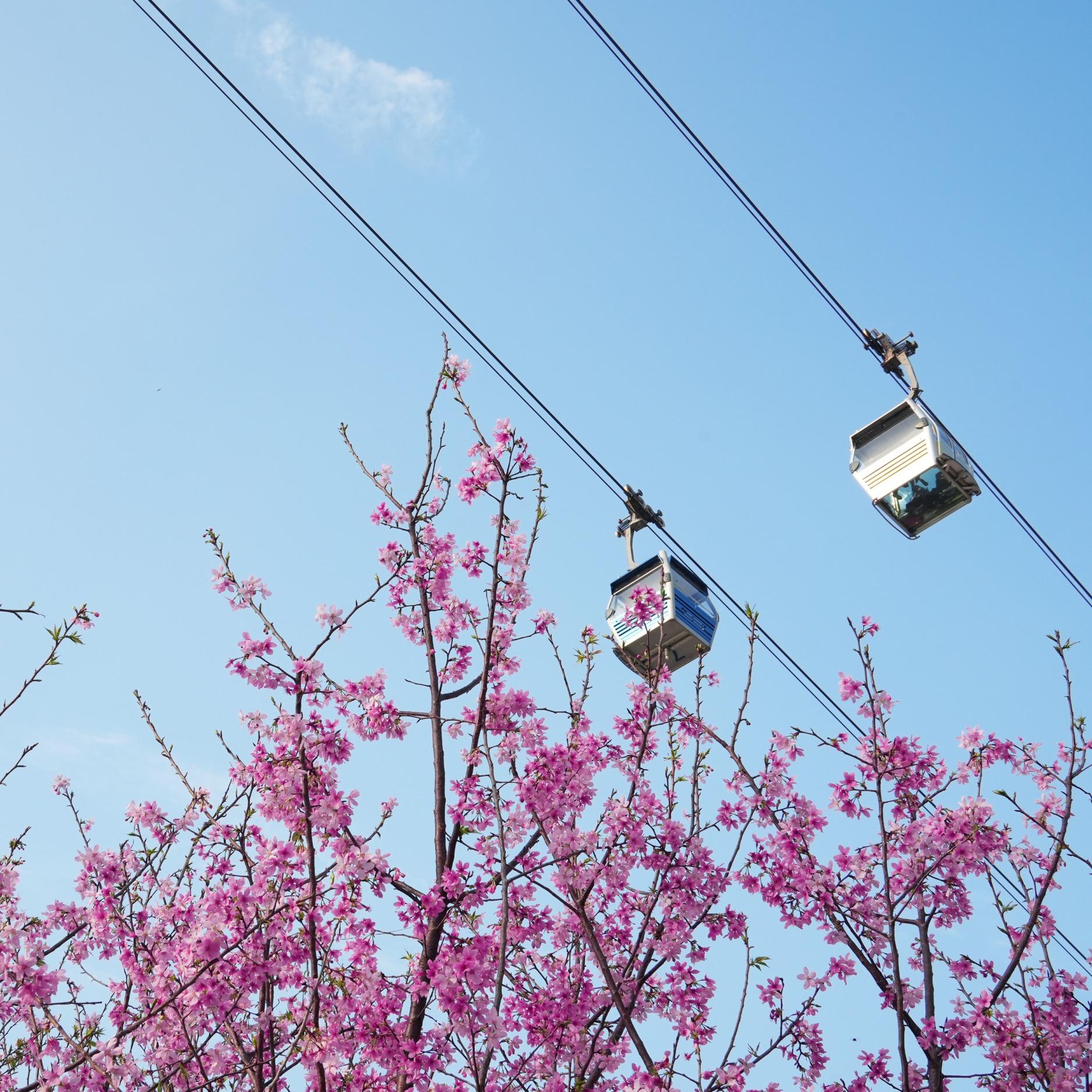 機場櫻花園 (圖片來源: 香港國際機場)