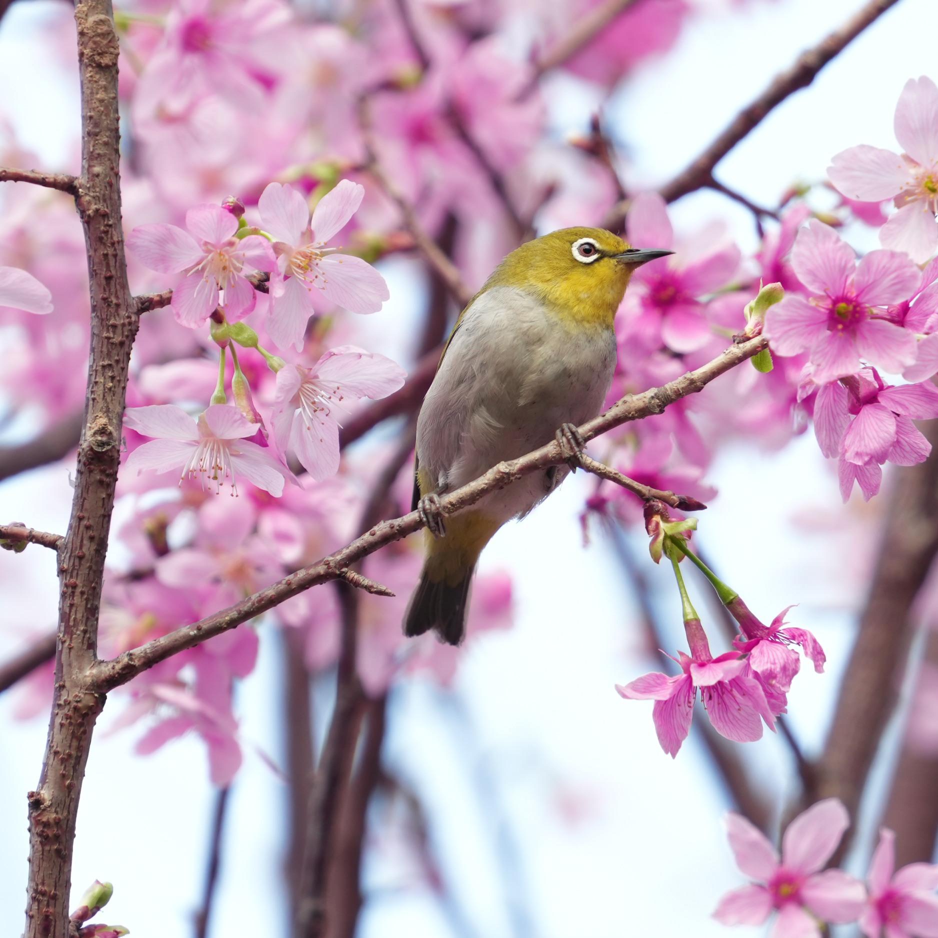 機場櫻花園 (圖片來源: 香港國際機場)