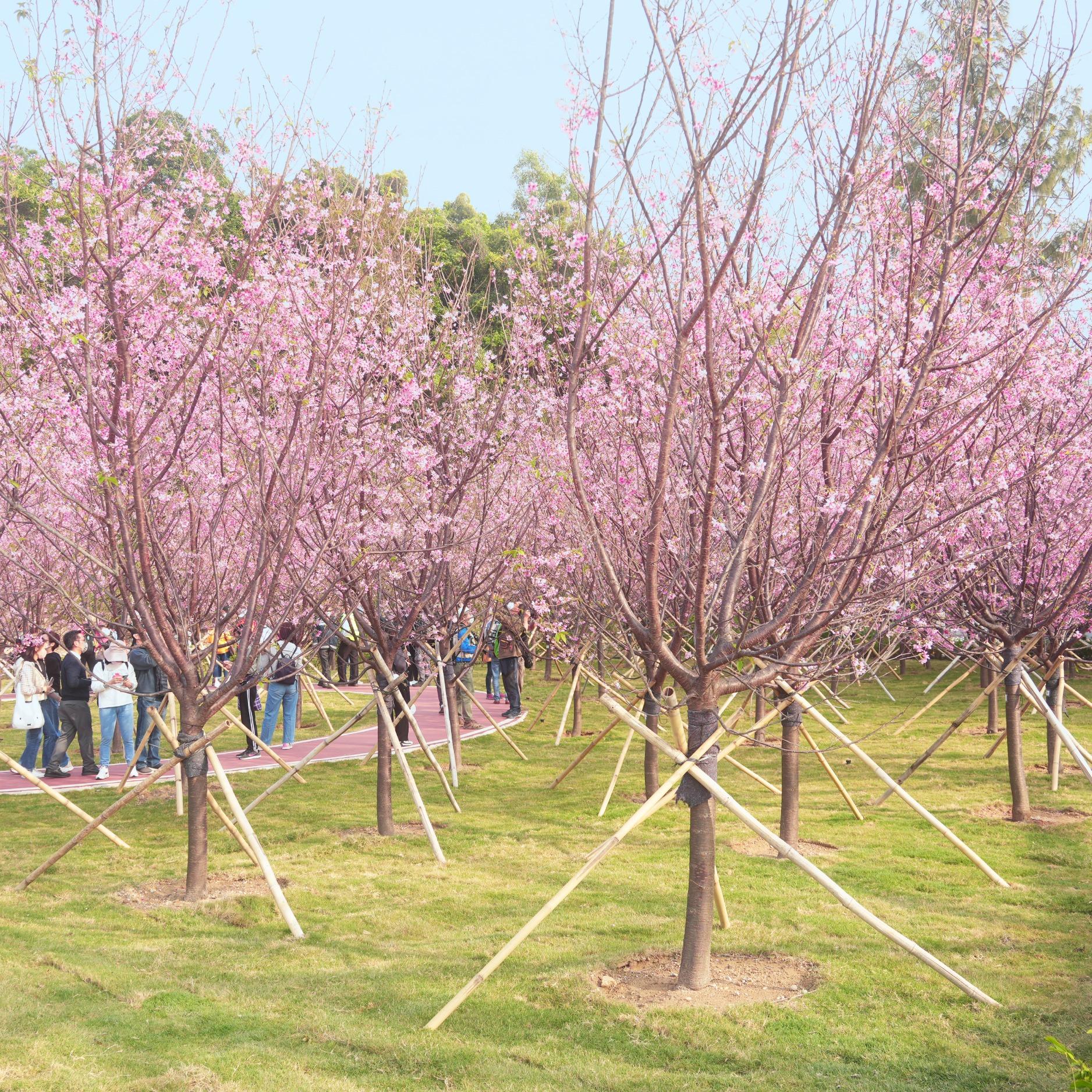 機場櫻花園 (圖片來源: 香港國際機場)