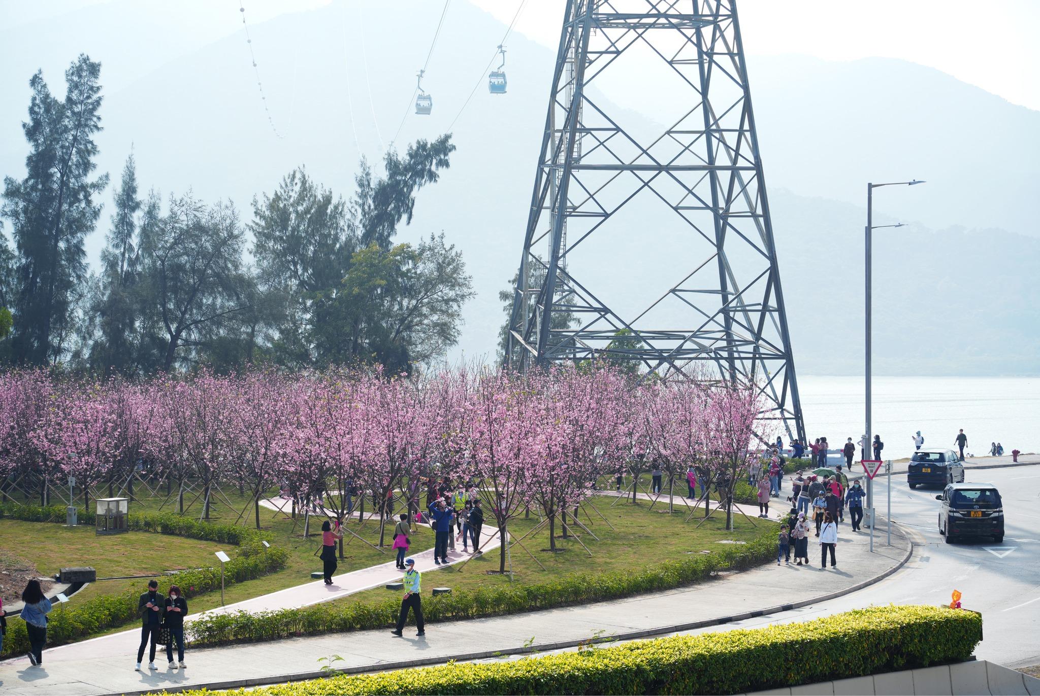 機場櫻花園 (圖片來源: 香港國際機場)
