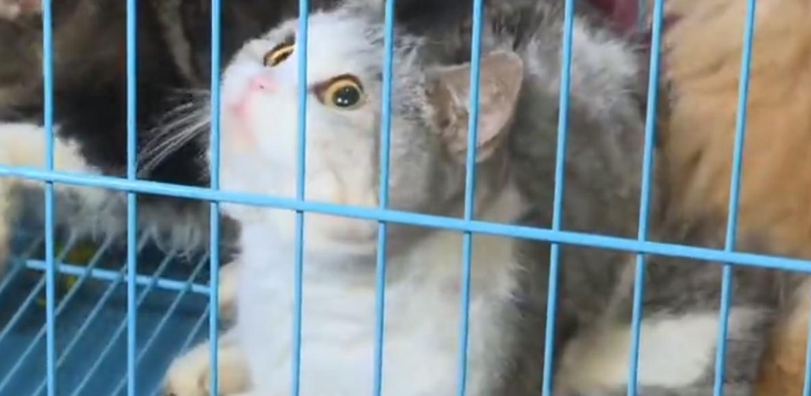 熱心男見貓徘徊窗邊 揭旺角寵物店疑結業遺寵物自生自滅 1貓死亡