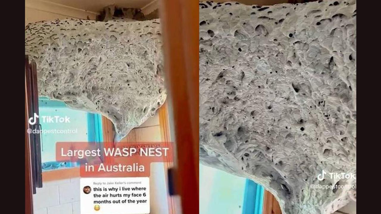 Mega黃蜂巢盤據廁所。