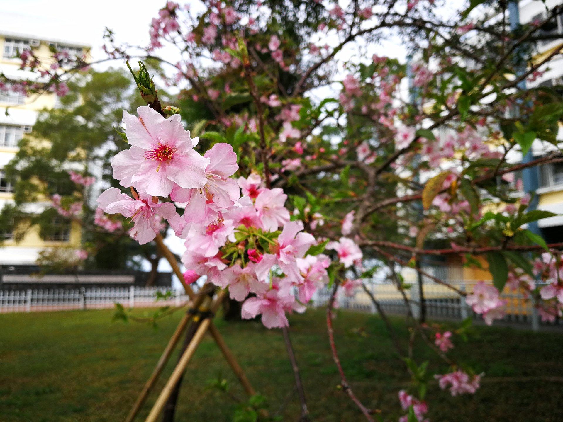 香港中文大學 河津櫻