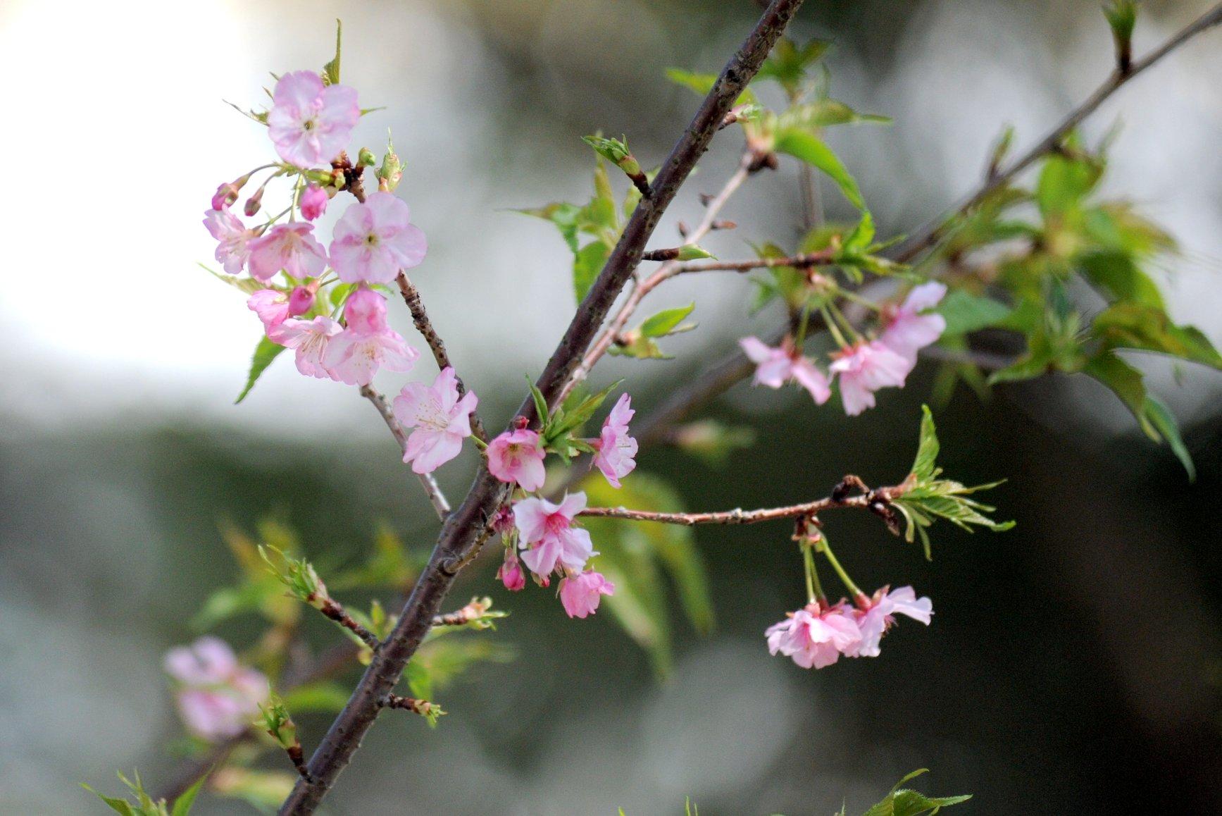 香港中文大學 河津櫻