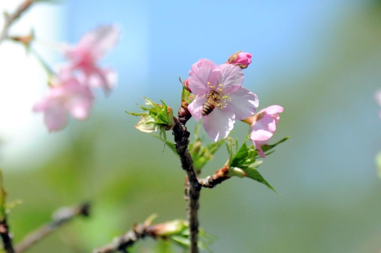 香港中文大學 河津櫻