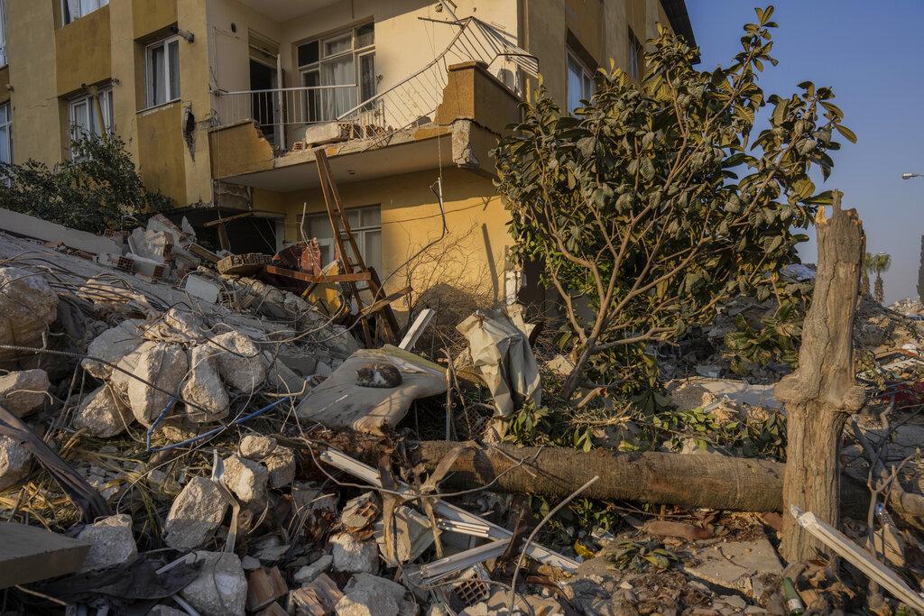 一隻貓兒在瓦礫堆中休息。(美聯社)