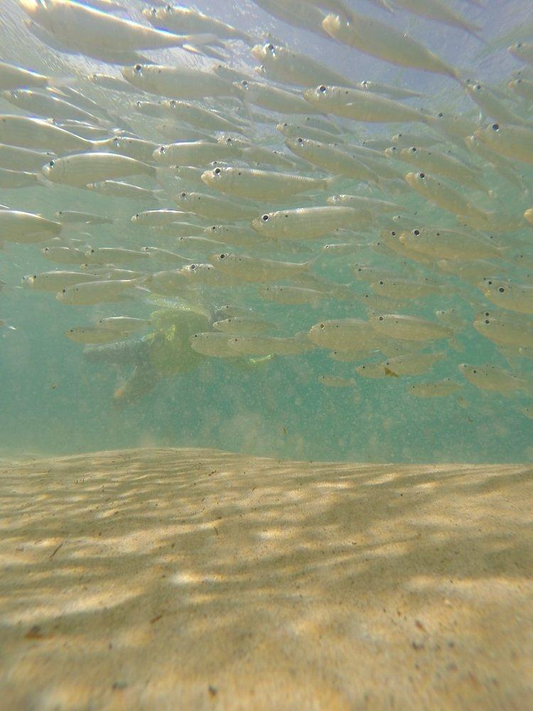 巴西桑喬灣海灘(Baia do Sancho)的海底美景。(互聯網)