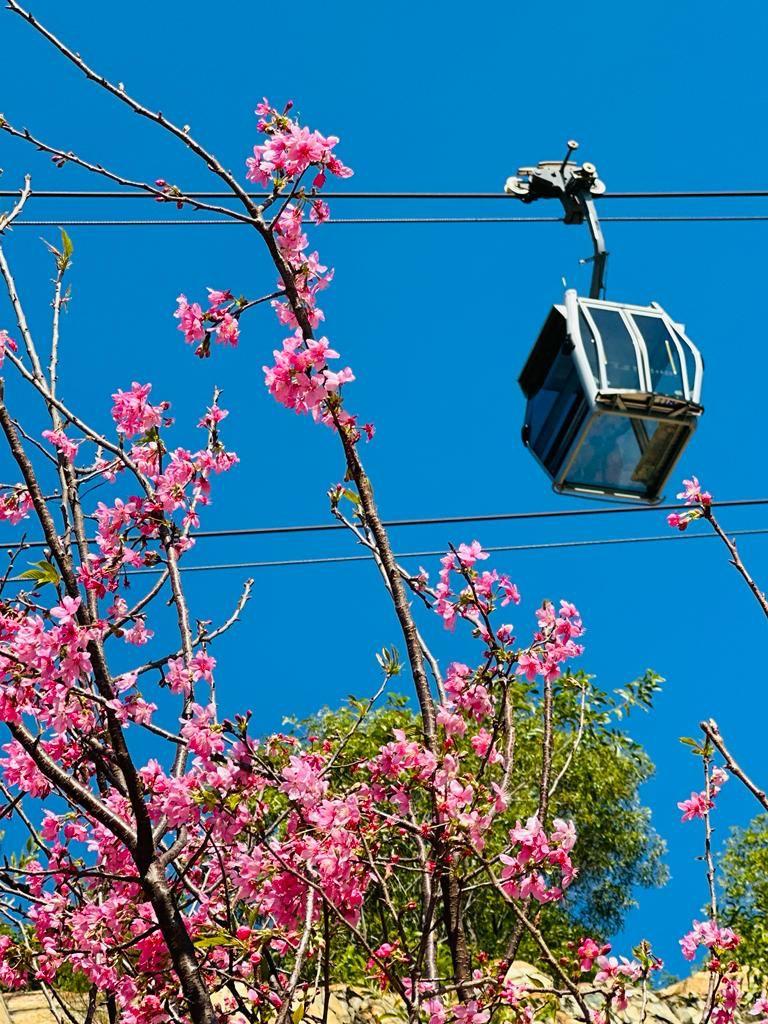 昂坪春花徑 (圖片來源: 昂坪360)