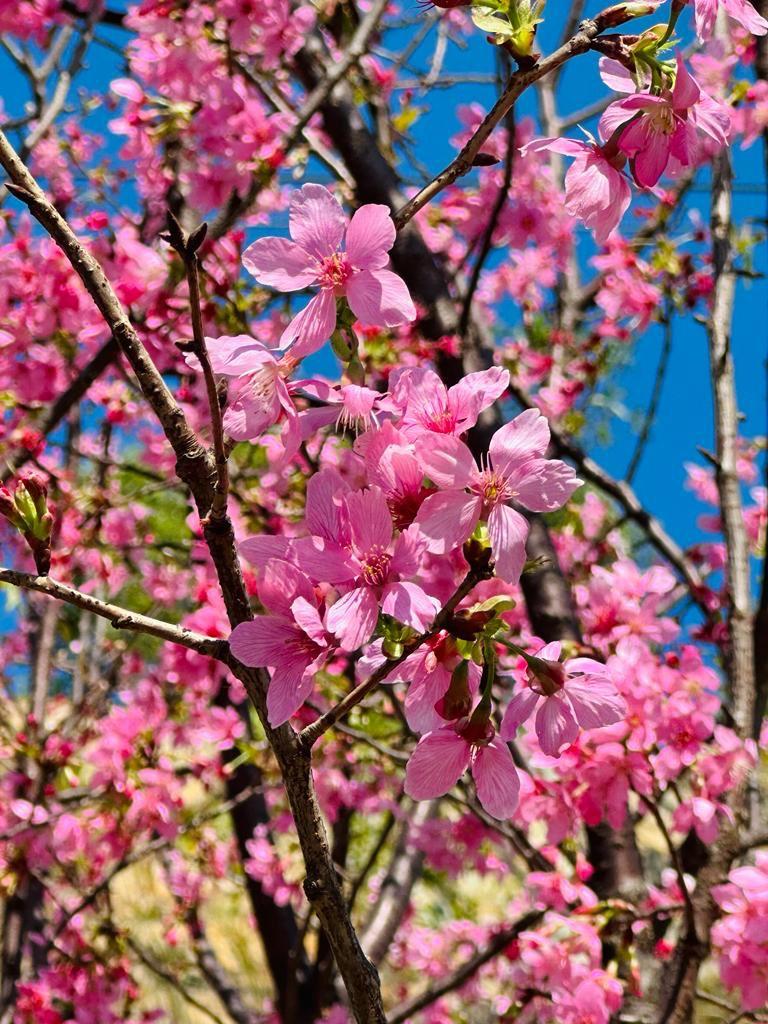 昂坪春花徑 (圖片來源: 昂坪360)